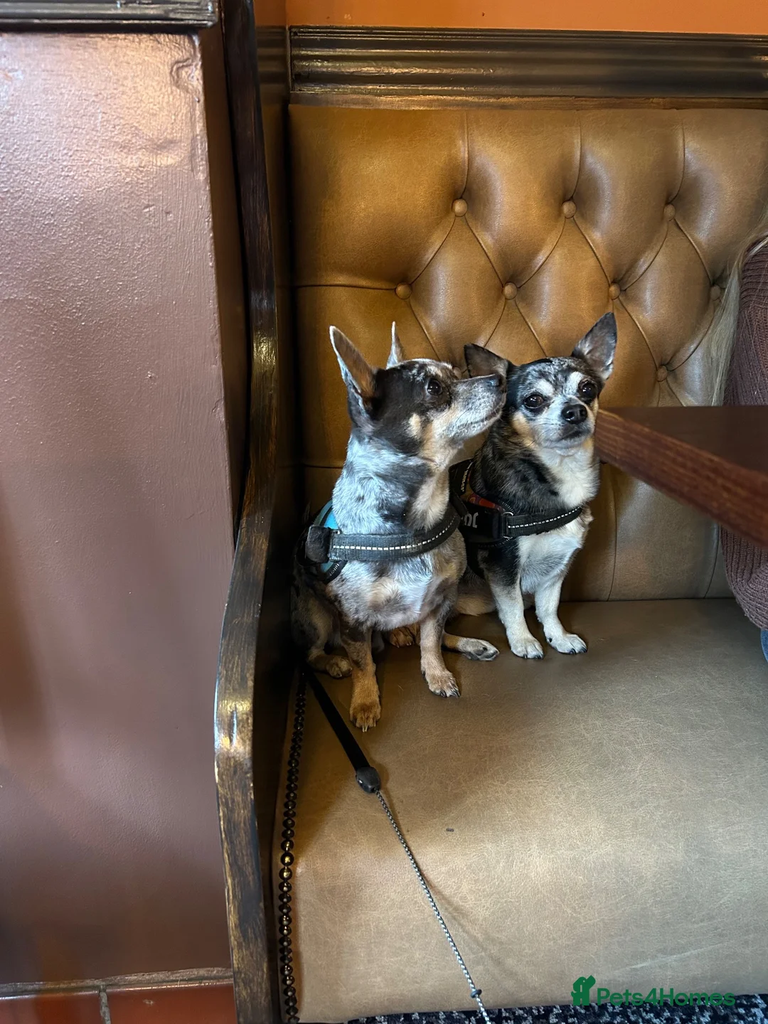 Chihuahua dogs for stud: merle chihuahua for stud in Manchester - Advert 1