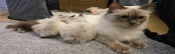 Ragdoll cats for sale: Adorable Ragdoll Babies  - Advert 14