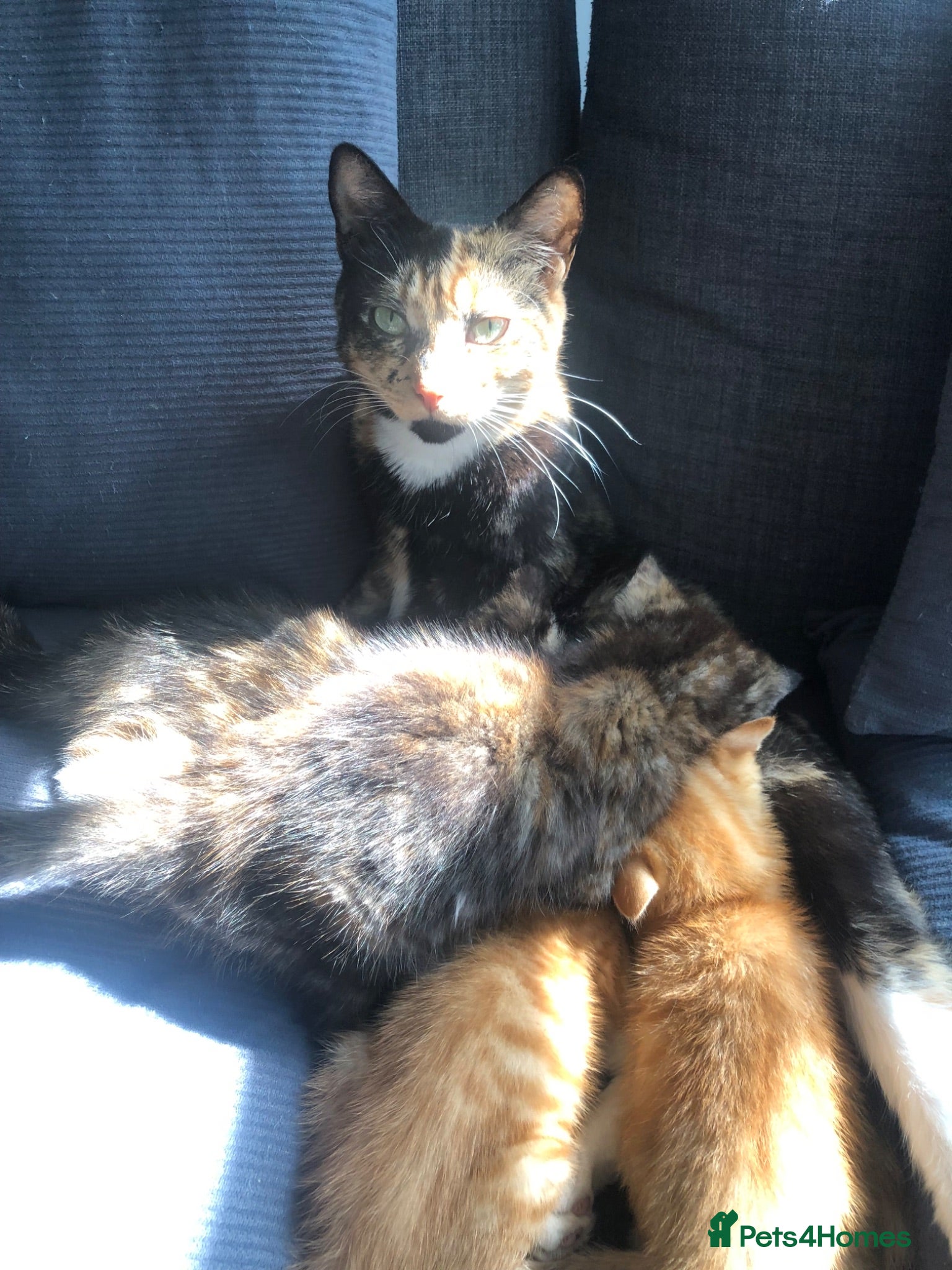 Mixed Breed cats Two Female Tortoiseshell Kittens For Sale! - Advert 3