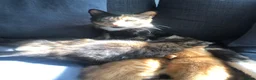 Mixed Breed cats for sale: Two Female Tortoiseshell Kittens For Sale! - Advert 2