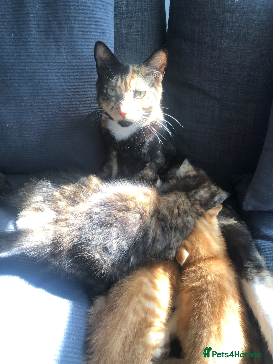 Mixed Breed cats for sale: Two Female Tortoiseshell Kittens For Sale! - Advert 2
