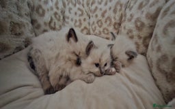 Ragdoll cats for sale: Ragdoll babies  - Image 14