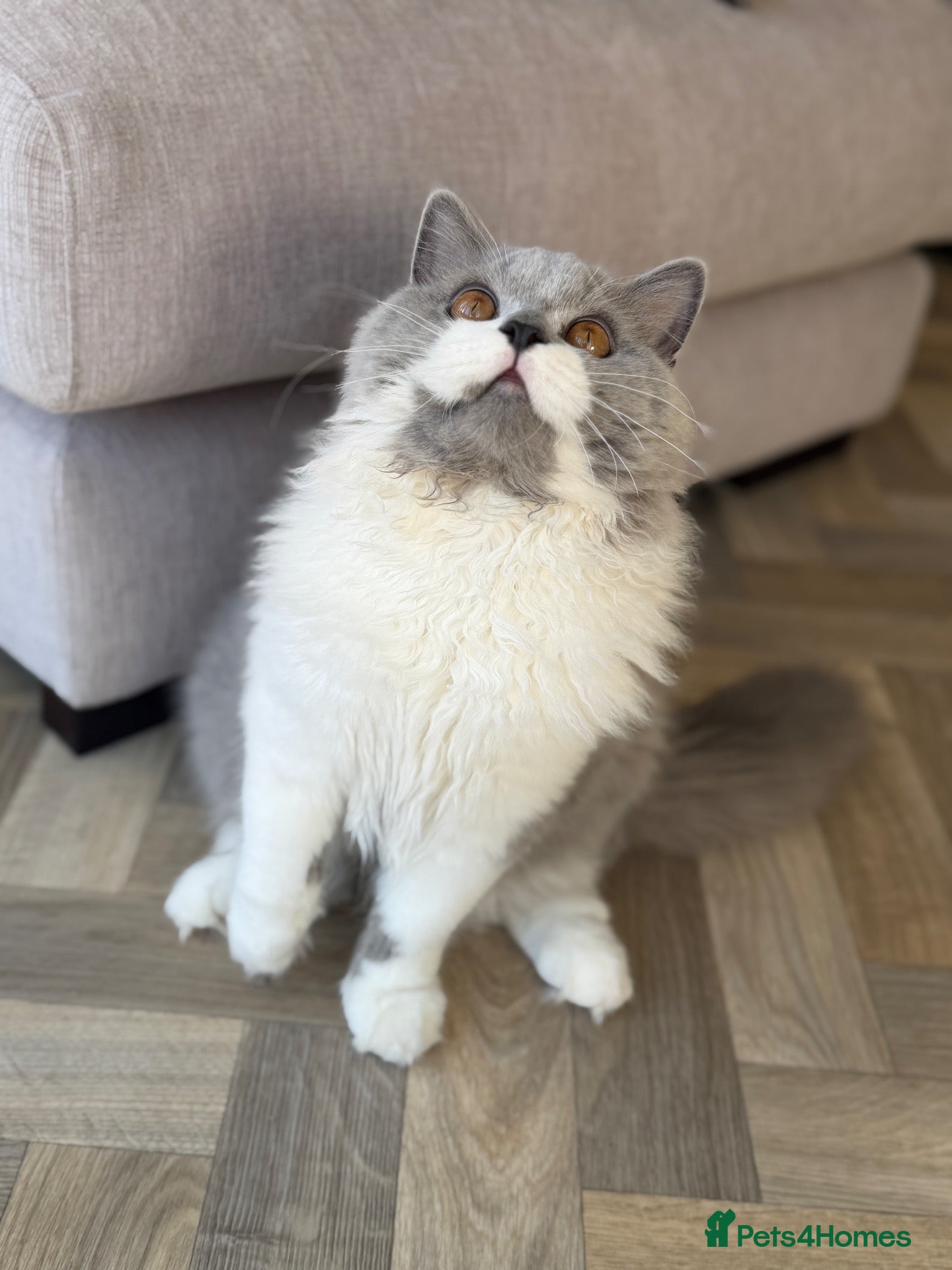 British Shorthair cats Last boy from a litter of 4💙 - Advert 16
