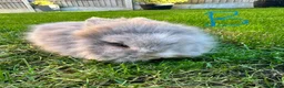 Lionhead rabbits for sale: Lionhead rabbits for sale  - Advert 5