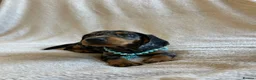 Miniature Dachshund dogs for sale:  KC Registered Miniature Dachshund Puppies - Advert 17