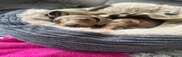 Miniature Dachshund dogs for sale: Miniature Dachshund  - Advert 4