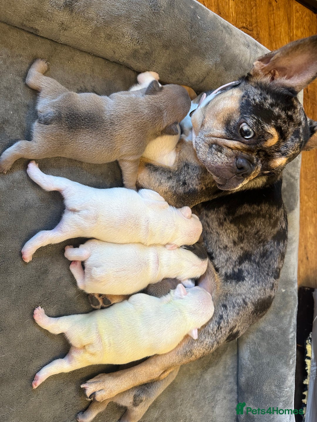 French Bulldog dogs for sale: French bulldog pups  - Image 13