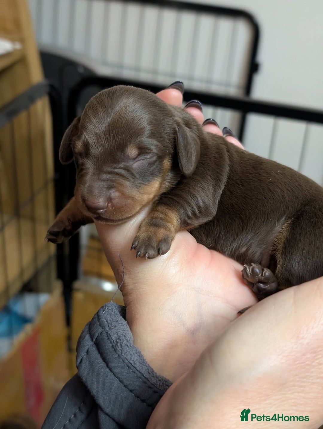 Dachshund dogs for sale: Genuine tiny Kaninchen Dachshund Puppies  - Advert 5