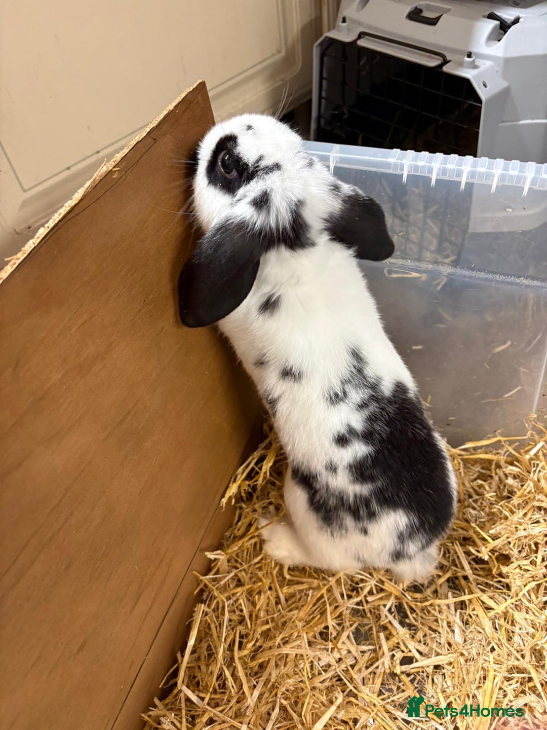Mixed Breed rabbits for sale: Mini Lop X Netherland Dwarf - Advert 5