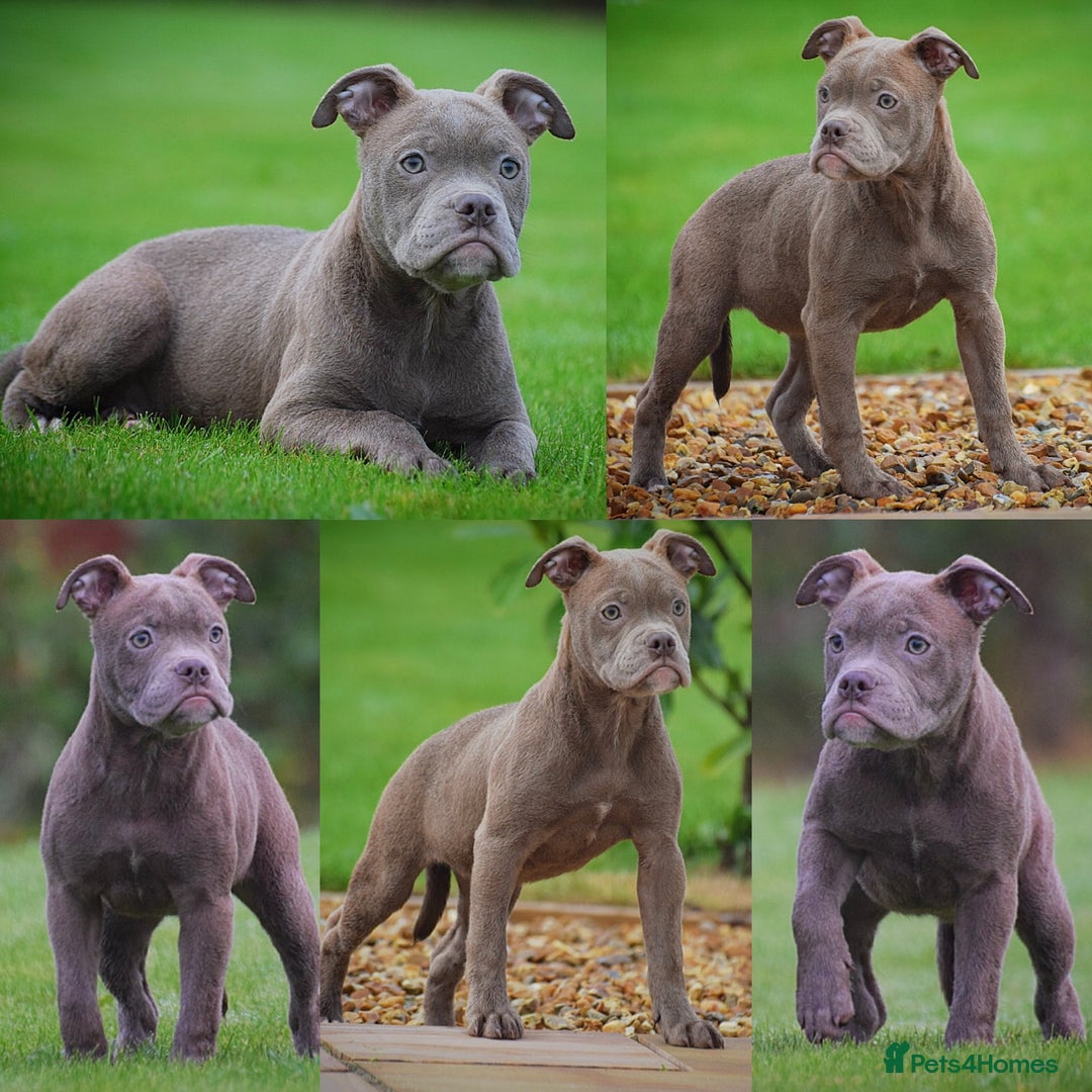 English Bulldog dogs for sale: 23 years experienced 5⭐️Rated Licensed,  - Advert 5