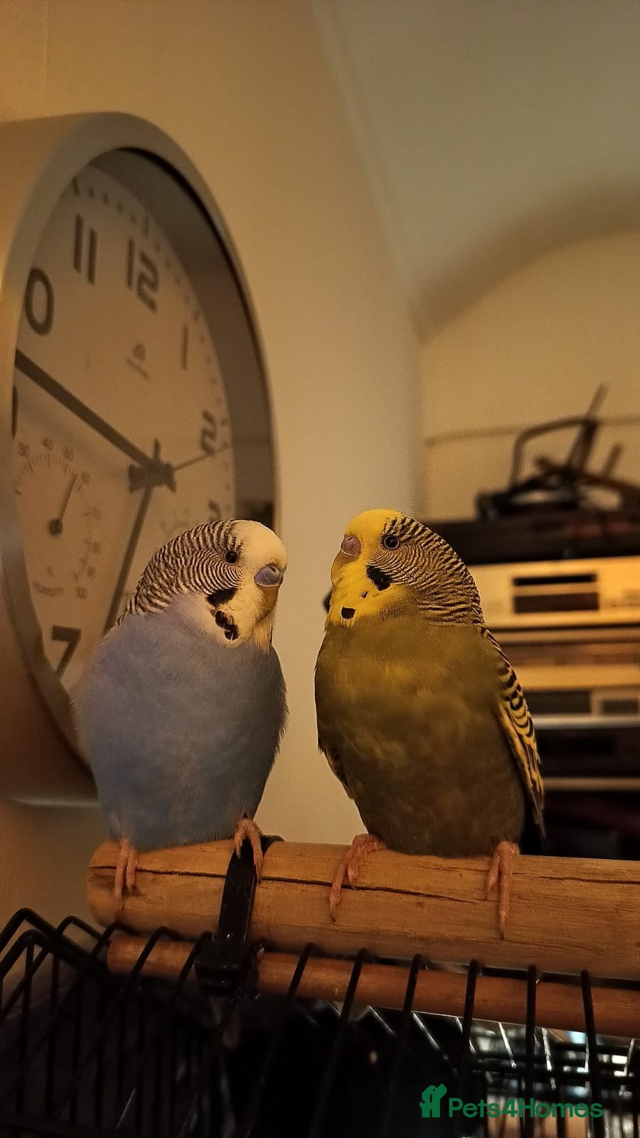 Budgerigars birds 2 Budgies PICO (blue) LEO (green) - Advert 1