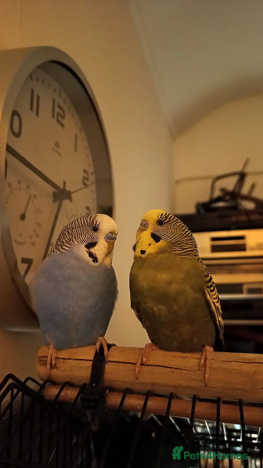 Budgerigars birds for sale: 2 Budgies PICO (blue) LEO (green) in Uxbridge - Advert 1