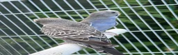 Budgerigars birds for sale: Lovely pair of budgies with cage  - Advert 3