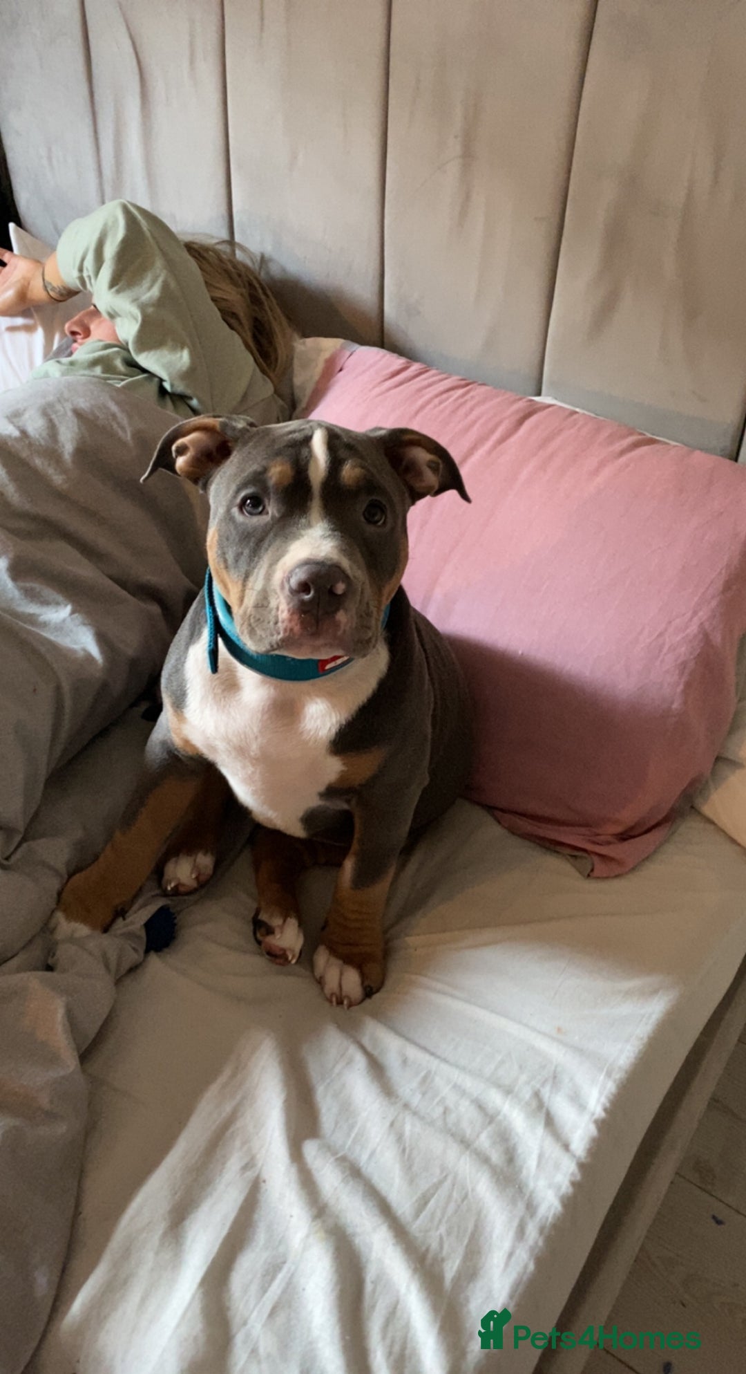 American Bully dogs for stud: Pocket bully for stud - Advert 10