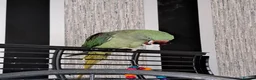 Parrots birds for sale: Alexandrine parrot in Merthyr Tydfil - Advert 2