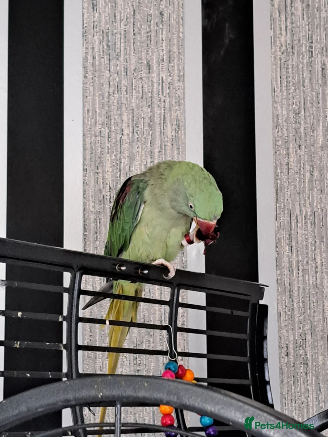 Parrots birds for sale: Alexandrine parrot in Merthyr Tydfil - Advert 2