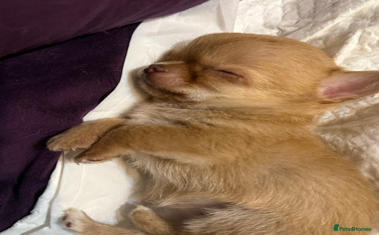 Chihuahua dogs - Advert 10
