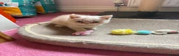 British Shorthair cats for sale: British Short Hair kittens for sale READY TO GO - Advert 15