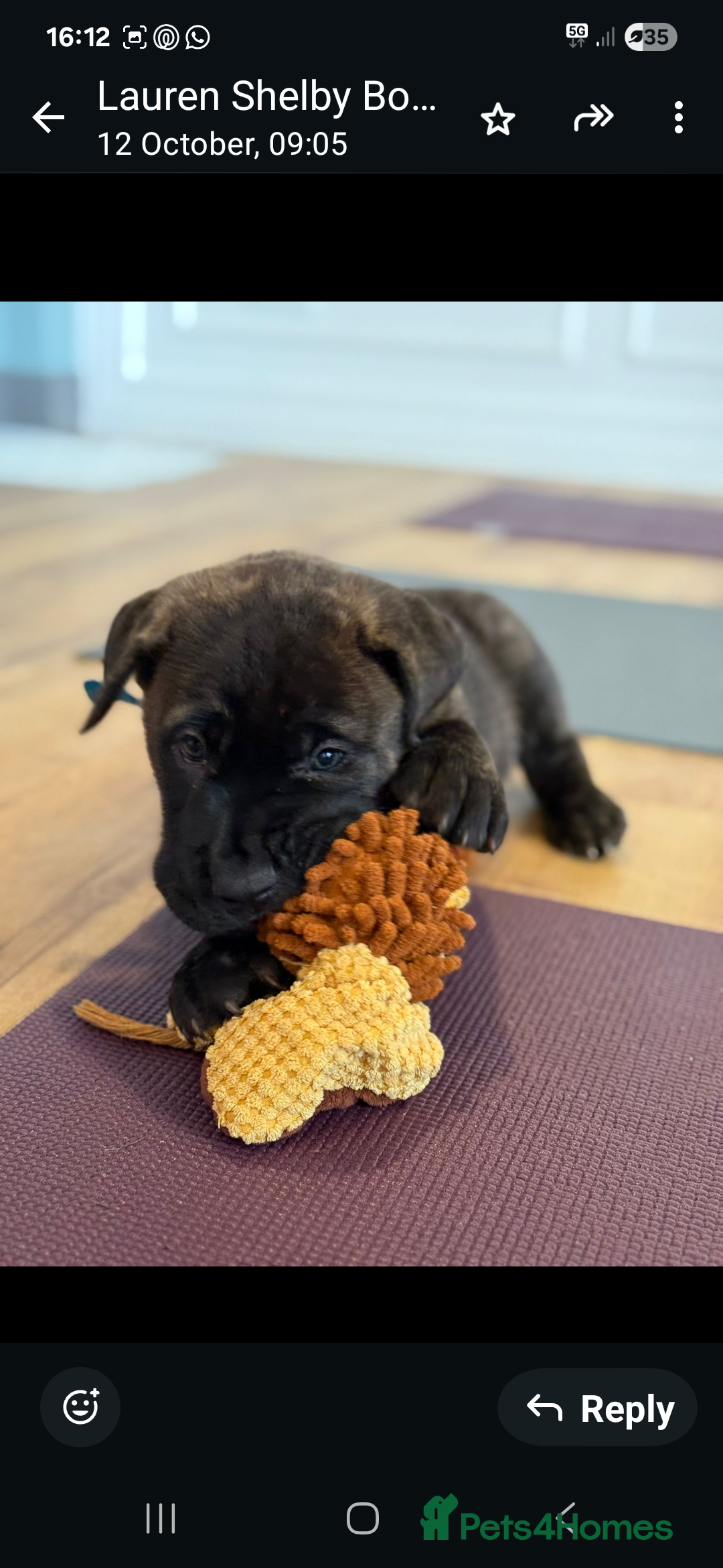 Mixed Breed dogs for sale: Mixed breed chow chow /great dane mastiff  - Image 1