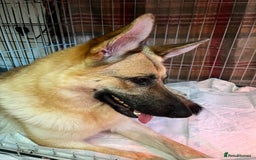 German Shepherd dogs for sale: German Shepherds by Shawhhead Shepherds  - Image 17