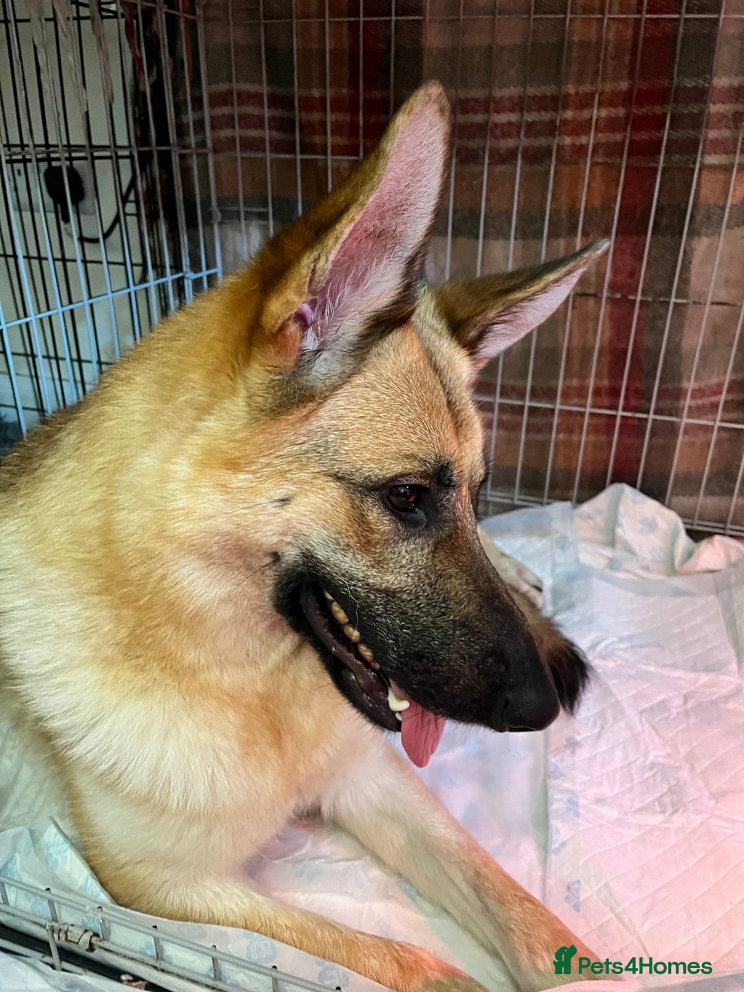 German Shepherd dogs for sale: German Shepherds by Shawhhead Shepherds  - Image 17