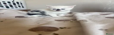 Ragdoll 1