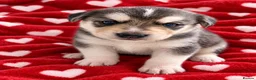 Mixed Breed dogs for sale: Labrador x Husky  - Advert 5