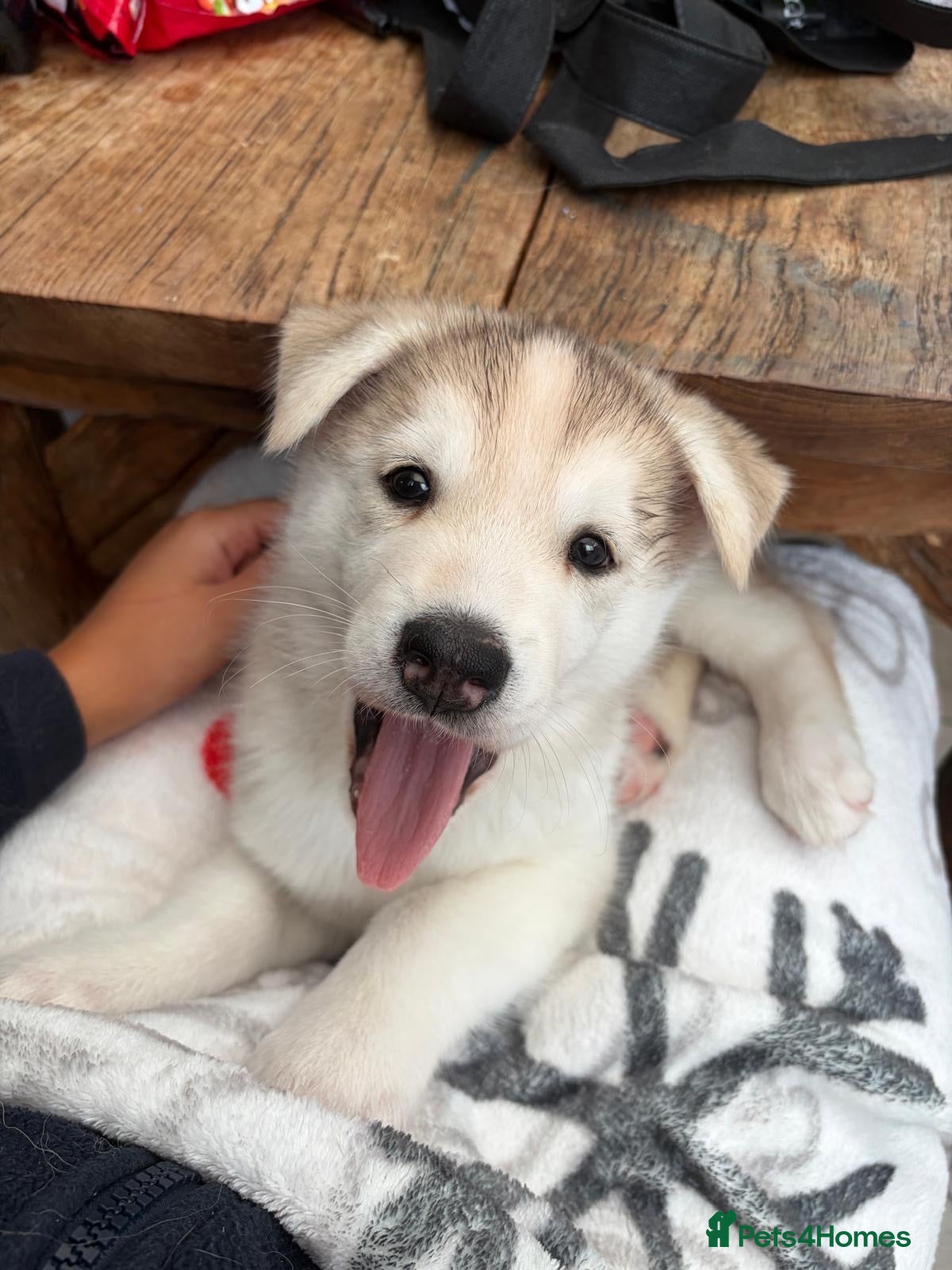 Saarloos Wolfdog dogs Amazing Low Content Wolfdog Puppy  - Advert 2