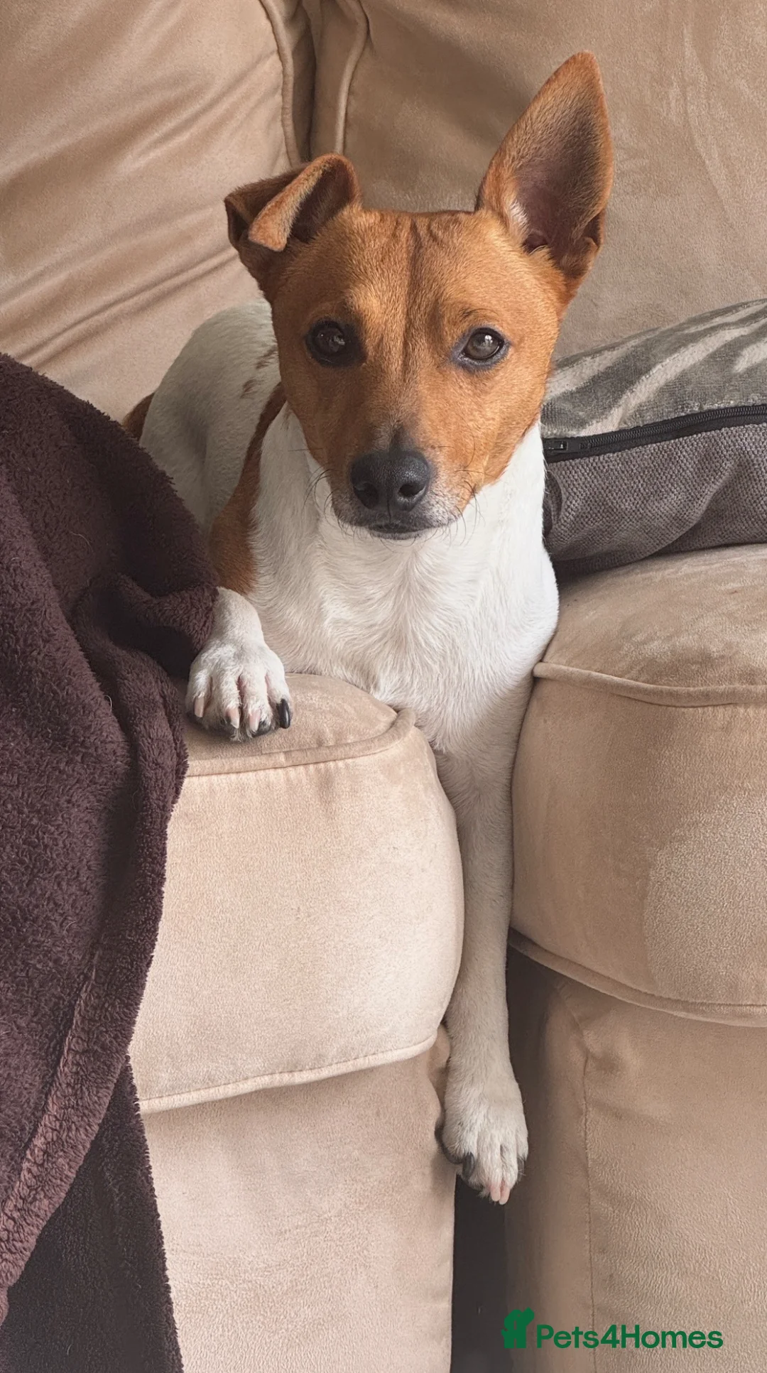 Jack Russell dogs for stud: Jack Russel for stud  - Advert 2