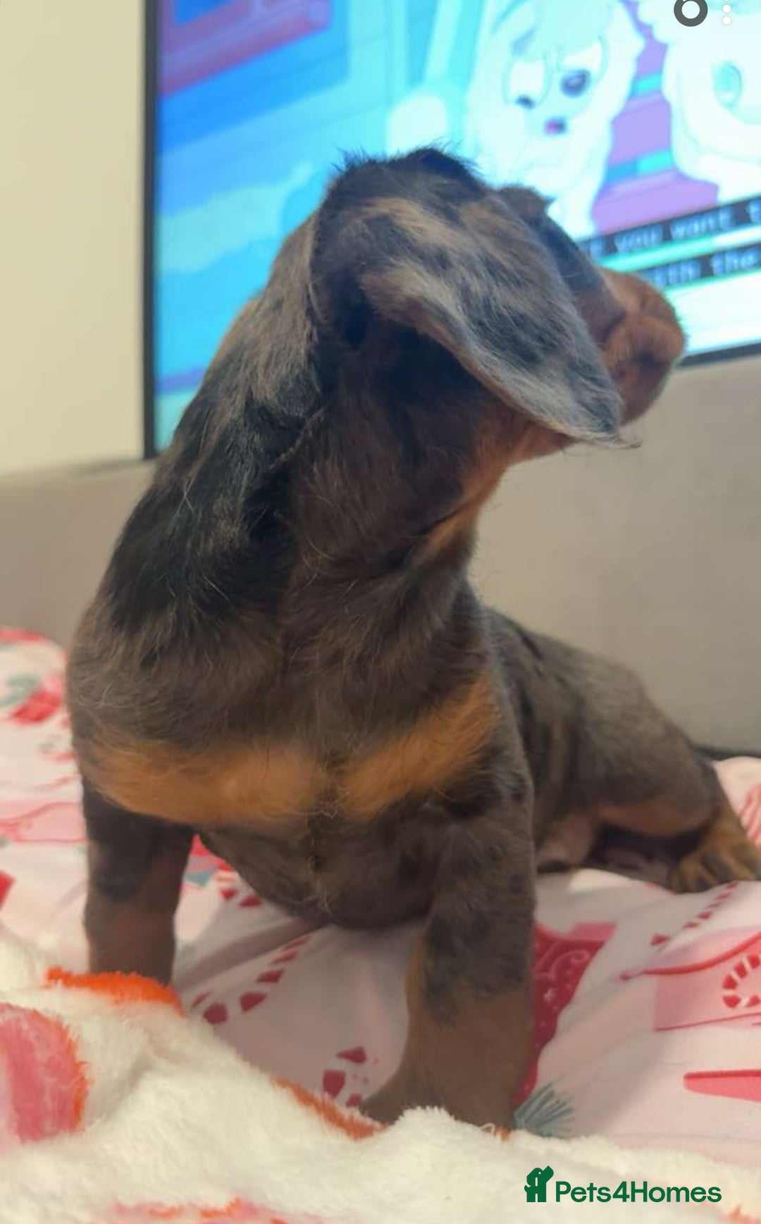 Doxiepoo dogs for sale: Stunning doxiepoos ready November 3rd - Image 7
