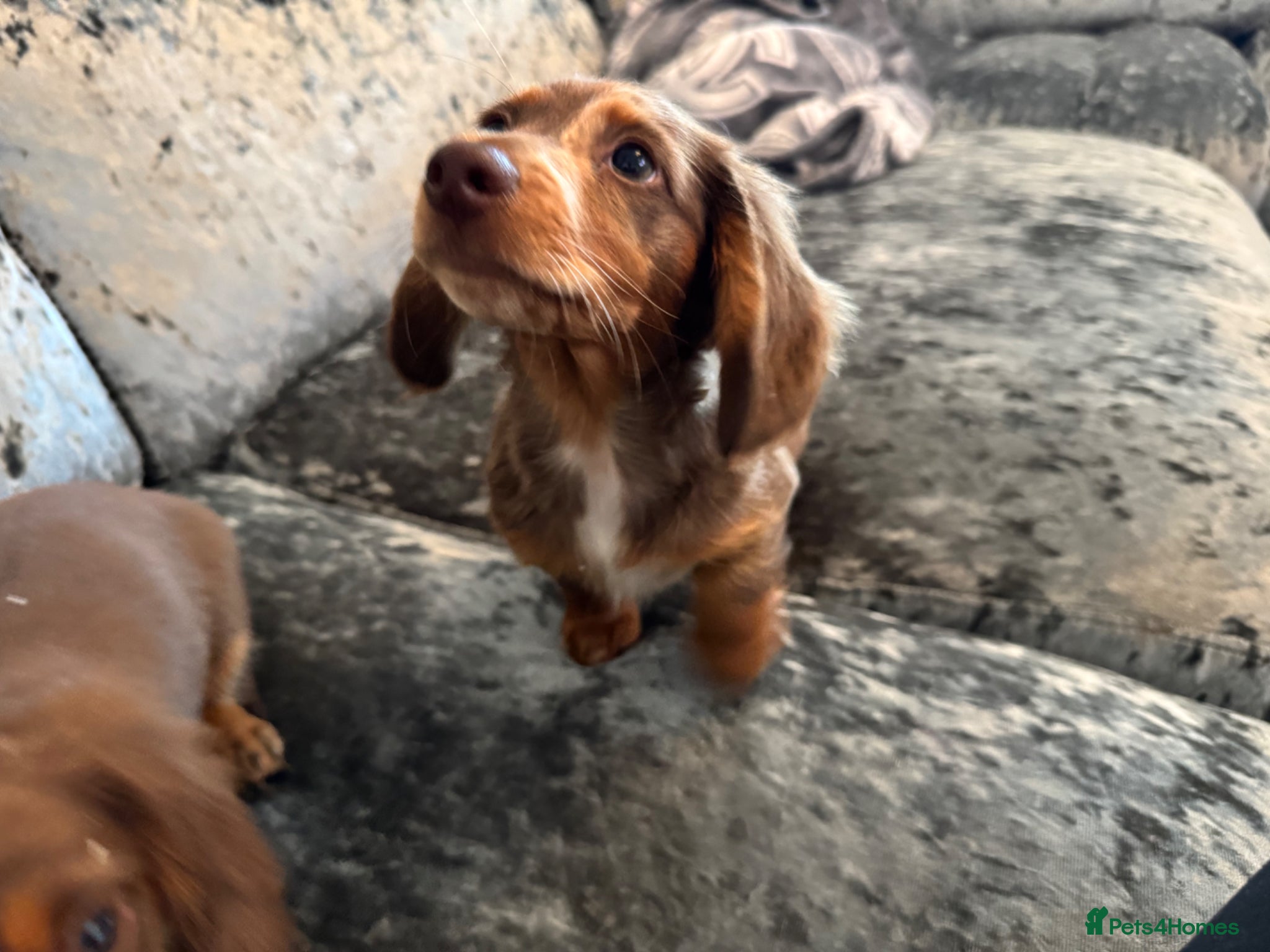 Miniature Dachshund dogs for sale: Miniature Long hair dachshund puppies  - Advert 3