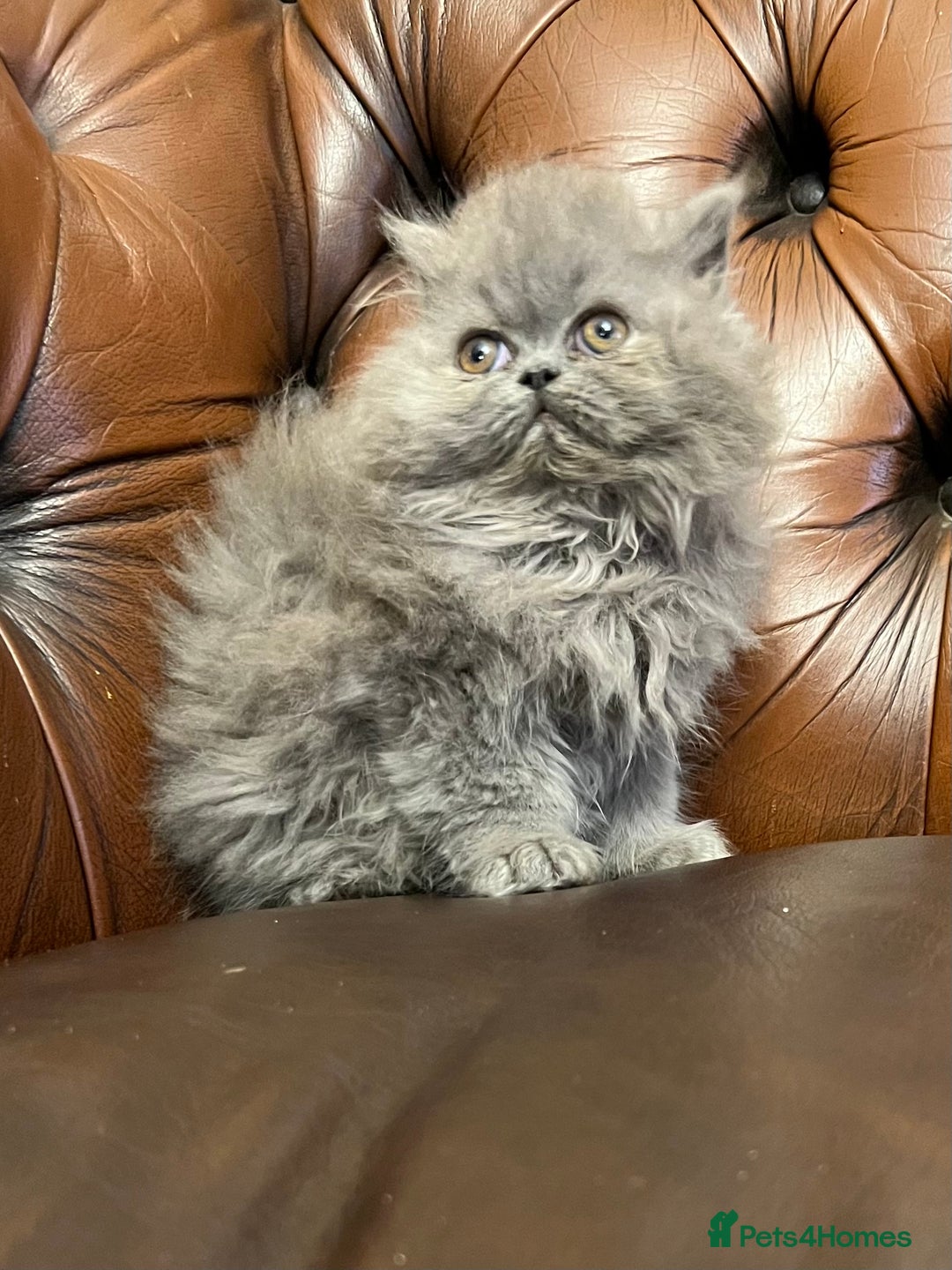 Persian cats for sale: Stunning blue and rare lilac Persian kittens  - Advert 8