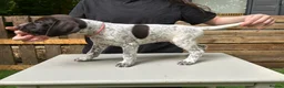 German Shorthaired Pointer dogs for sale: KC Reg GSP Pups (5 LEFT!) - Advert 19