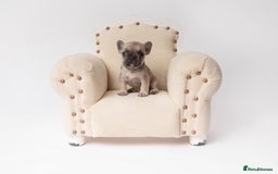 French Bulldog dogs for sale: French Bulldogs  - Image 2