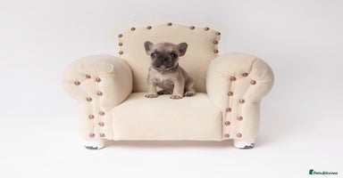 French Bulldog dogs - Advert 14