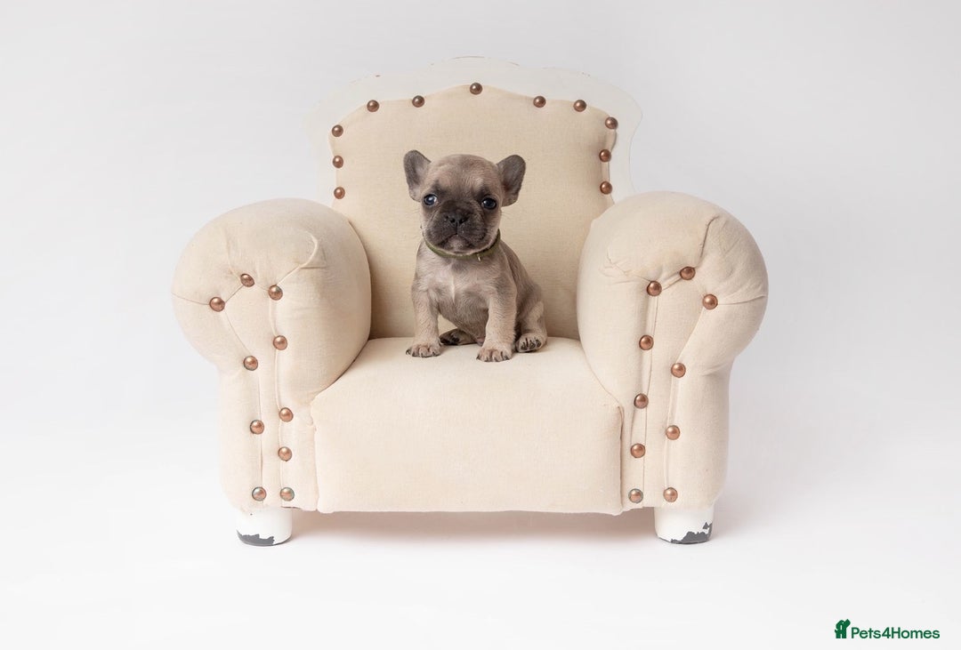 French Bulldog dogs for sale: French Bulldogs  - Image 2