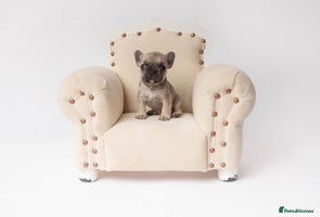 French Bulldog dogs - Advert 16
