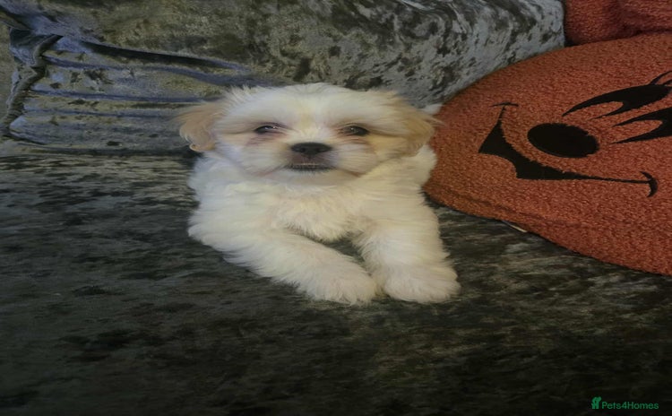 Lhasa Apso dogs - Advert 9