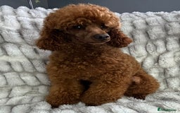Poodle dogs for stud: KC REG DEEP FOX RED HEALTH TESTED POODLE STUD in Hoddesdon - Image 9