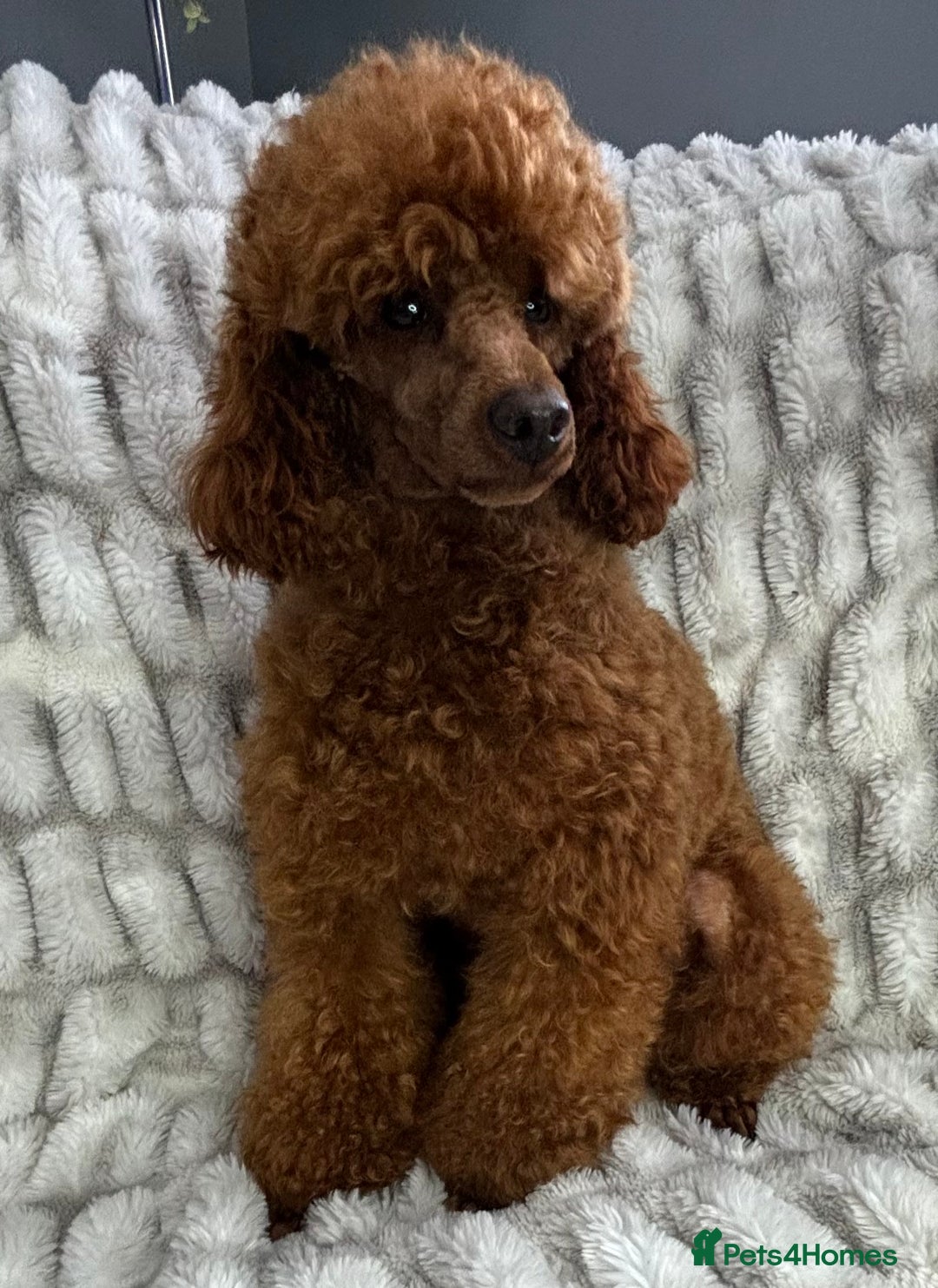 Poodle dogs for stud: KC REG DEEP FOX RED HEALTH TESTED POODLE STUD in Hoddesdon - Image 9