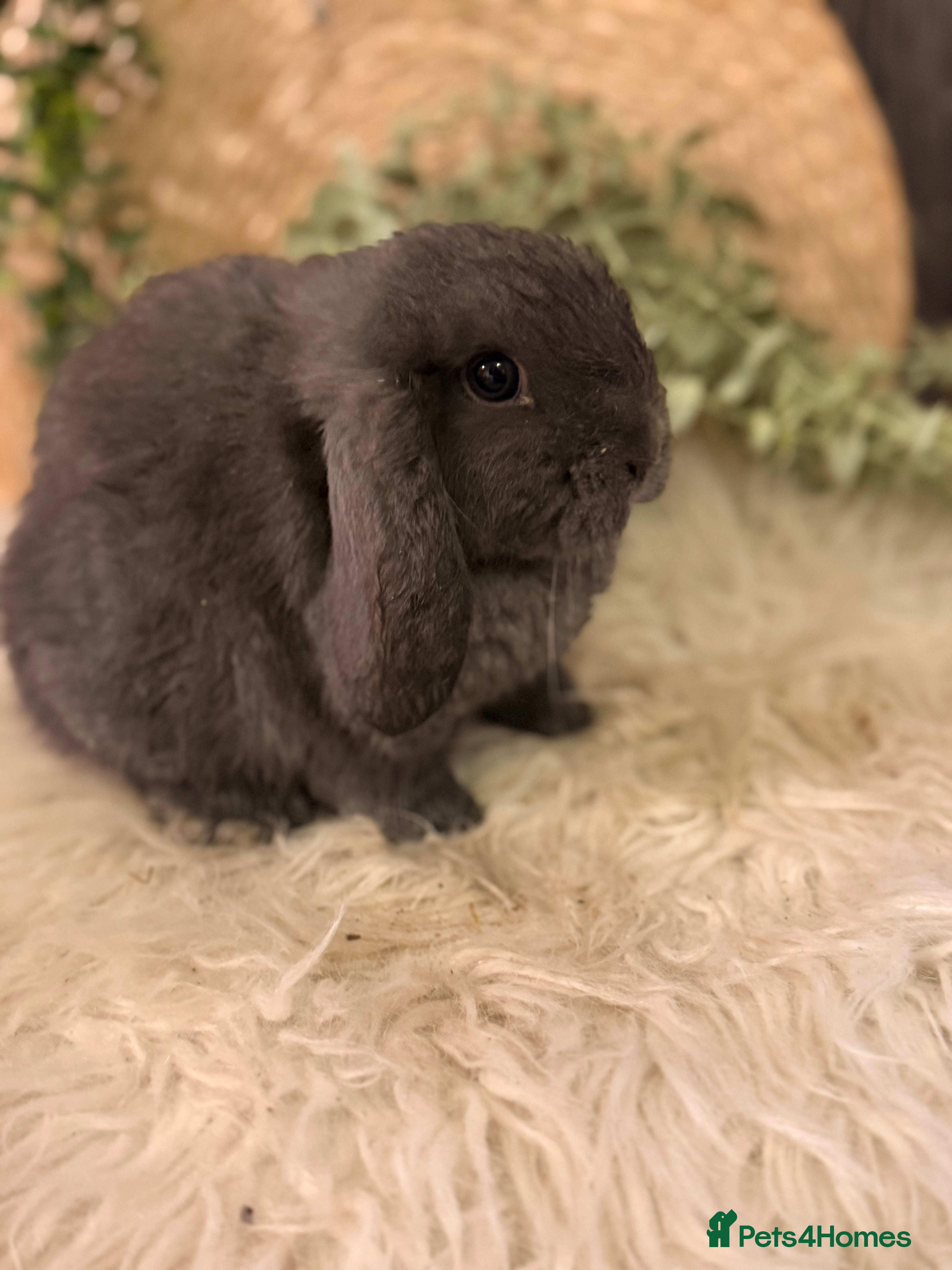 Mini Lop rabbits Mini lop & mini plush lops  - Advert 1