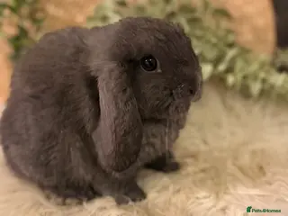 Mini Lop rabbits Mini lop & mini plush lops - Advert 1