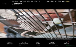 Rat rodents for sale: Dumbo rex Rats - Image 7