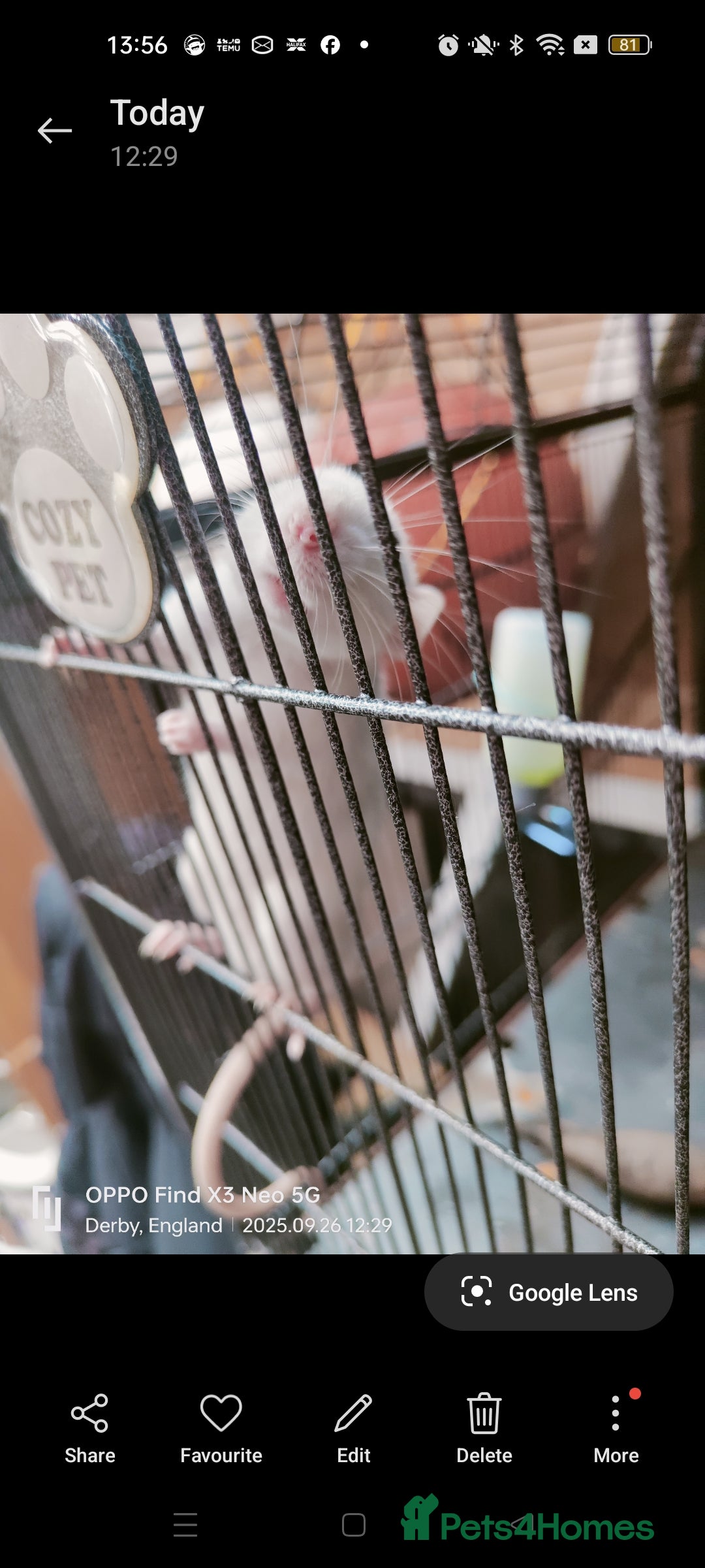 Rat rodents for sale: Dumbo rex Rats - Image 7