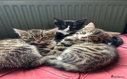 Mixed Breed cats for sale: Gorgeous, playful little kittens - Image 5