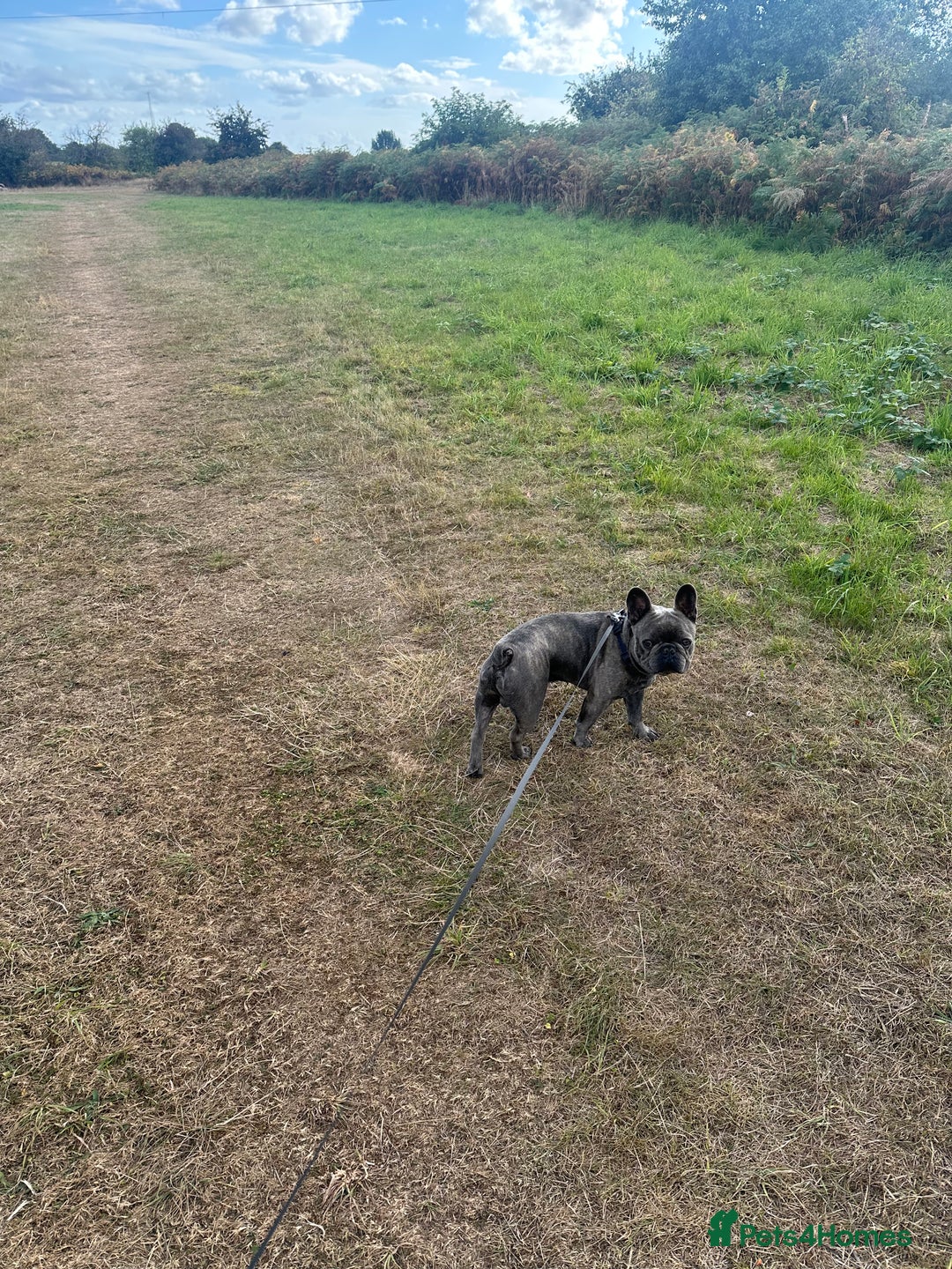 French Bulldog dogs for sale: French bulldog (20 months old) - Advert 3