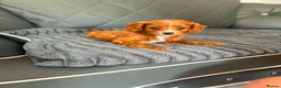 Cavapoo dogs for sale: 6 F1 Cavapoos - Advert 22