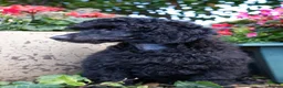 Miniature Poodle dogs for sale: Beautiful Black Miniature Poodle Boy – As Pet Only - Advert 1