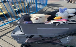 Chihuahua dogs for sale: Chihuahua  - Image 4
