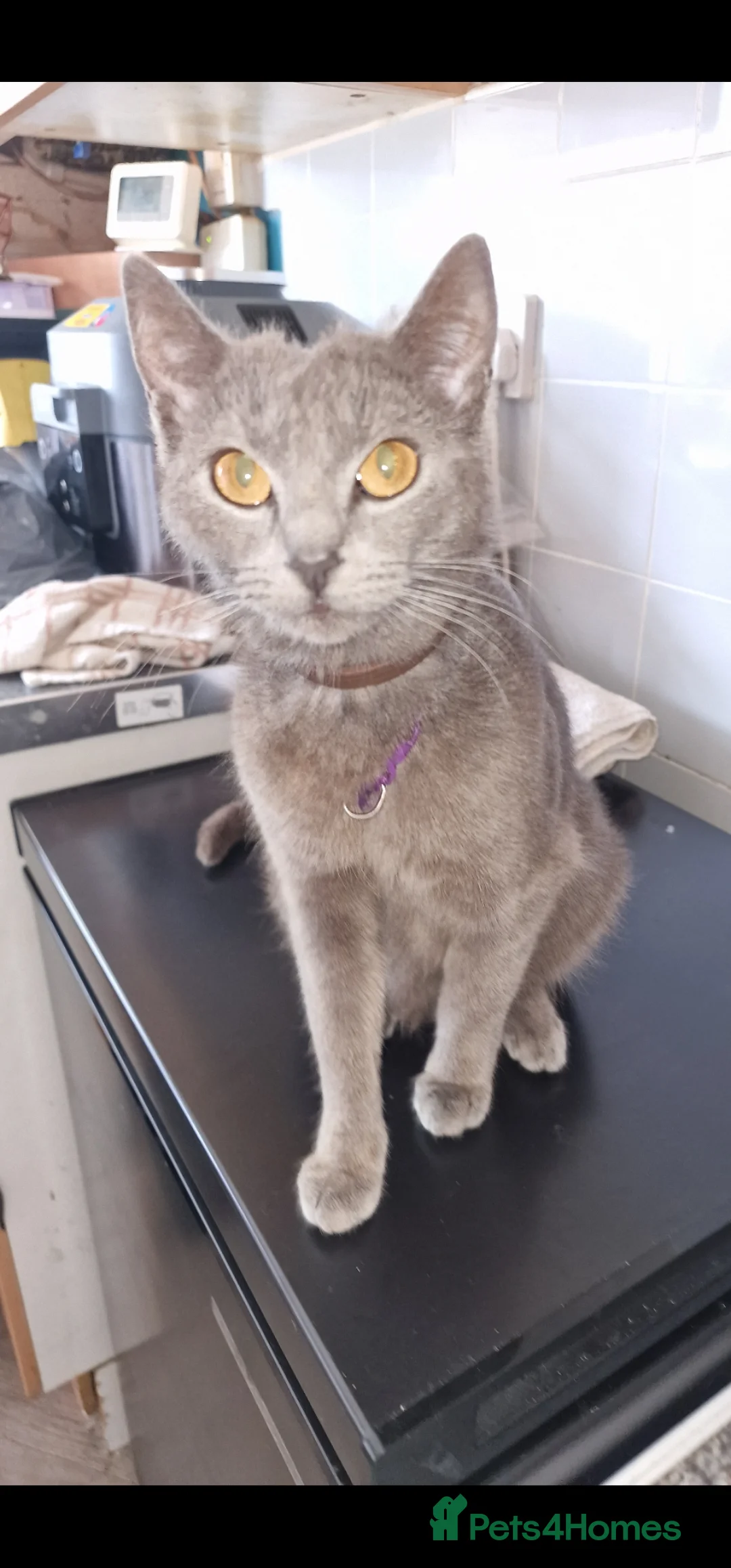 Russian Blue cats for sale: Russian tabys in Burnley - Advert 1
